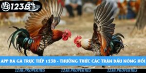 App Đá Gà Trực Tiếp 123b - Thưởng Thức Các Trận Đấu Nóng Hổi