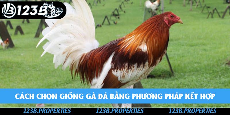Cách chọn giống gà đá bằng phương pháp kết hợp