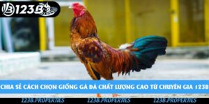 Chia Sẻ Cách Chọn Giống Gà Đá Chất Lượng Cao Từ Chuyên Gia 123b