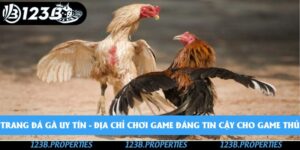 Trang Đá Gà Uy Tín - Địa Chỉ Chơi Game Đáng Tin Cậy Cho Game Thủ